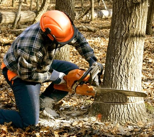 Tree Removal in Avoca, TX